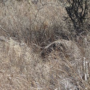 Ostrich on nest Namibia