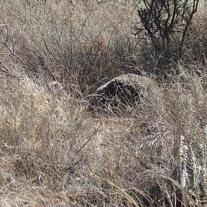 Ostrich on nest Namibia