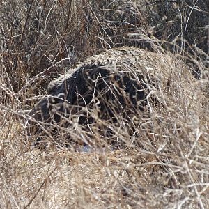 Ostrich on nest Namibia