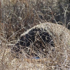 Ostrich on nest Namibia