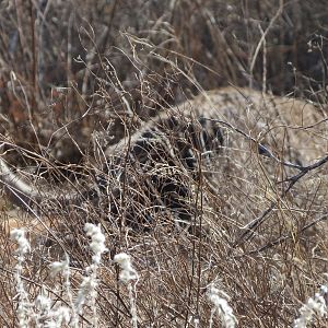 Ostrich on nest Namibia