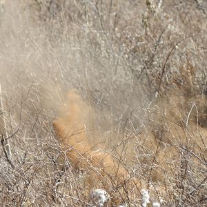 Ostrich on nest Namibia