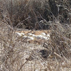 Ostrich nest Namibia