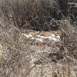 Ostrich nest Namibia