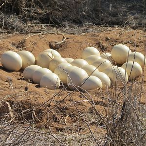 Ostrich nest Namibia