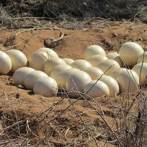 Ostrich nest Namibia