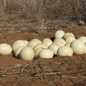 Ostrich nest Namibia