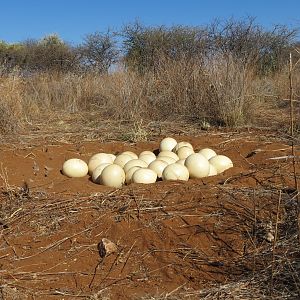 Ostrich nest Namibia