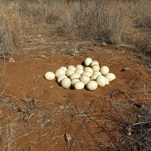 Ostrich nest Namibia