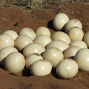 Ostrich nest Namibia