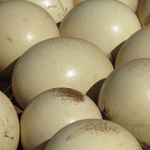 Ostrich nest Namibia