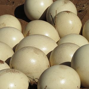 Ostrich nest Namibia