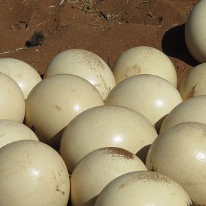 Ostrich nest Namibia