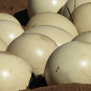 Ostrich nest Namibia