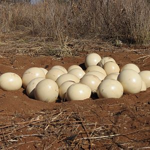 Ostrich nest Namibia