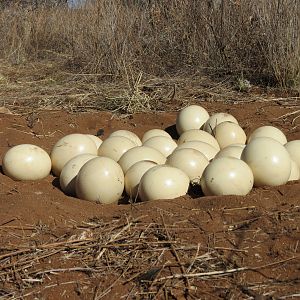 Ostrich nest Namibia