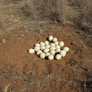 Ostrich nest Namibia