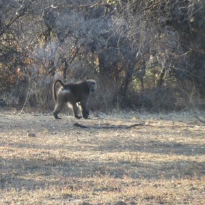 Chacma Baboon Namibia