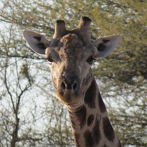 Giraffe Namibia