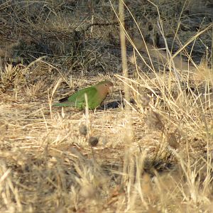 Love Bird Namibia