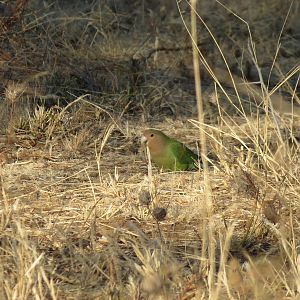 Love Bird Namibia