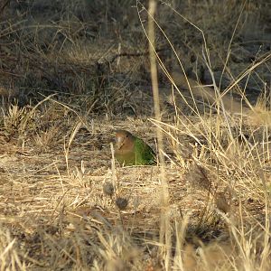 Love Bird Namibia