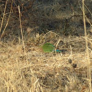 Love Bird Namibia