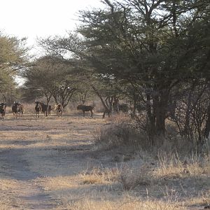 Black Wildebeest Namibia