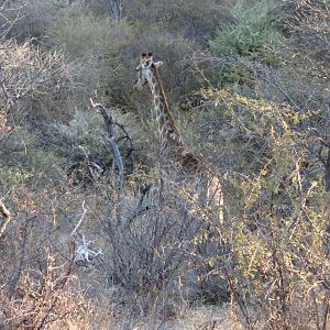 Giraffe Namibia