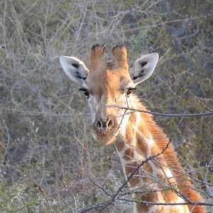 Giraffe Namibia