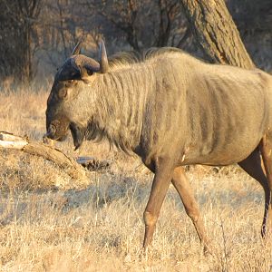 Blue Wildebeest Namibia