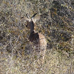 Kudu Namibia