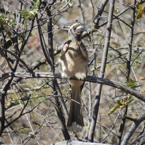 Bird Namibia