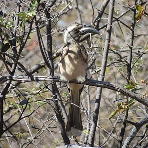 Bird Namibia