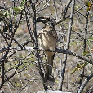 Bird Namibia