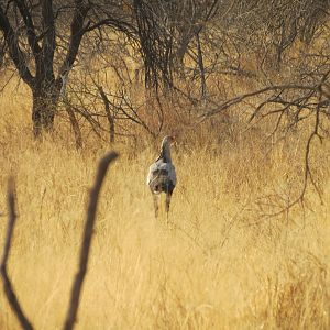 Secretary Bird Namibia