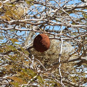 Wasp Nest Namibia