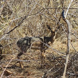 Damara Dik-Dik Namibia