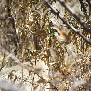 Damara Dik-Dik Namibia