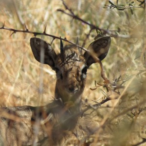 Damara Dik-Dik Namibia