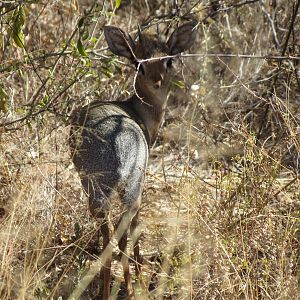 Damara Dik-Dik Namibia