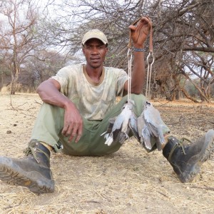 Dove Namibia