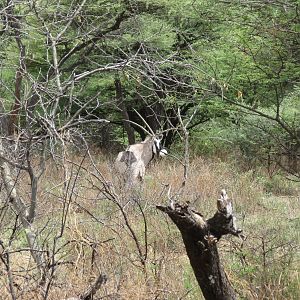 Gemsbok Namibia