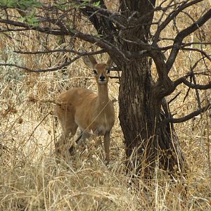 Steenbok Namibia