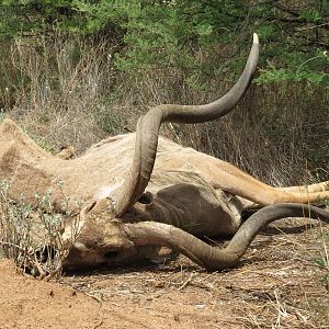 Kudu Carcass Namibia