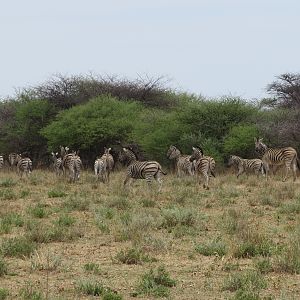 Zebra Namibia