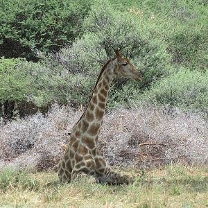 Giraffe Namibia