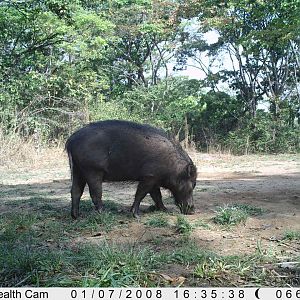 Giant Forest Hog on Trail Camera