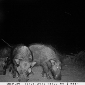 Giant Forest Hog on Trail Camera