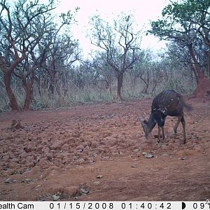 Bushbuck on Trail Camera